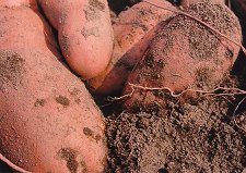 Farm Pak Sweet Potatoes