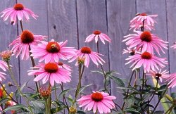 Purple Cone Flowers