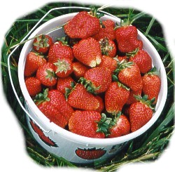Delicious Strawberries