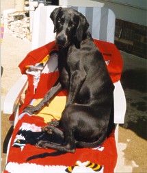 Blue lounging around the pool