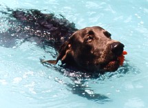 Blue playing fetch