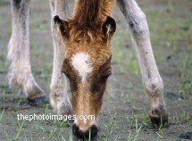 Coastal Foal