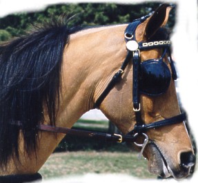 Beautiful Mane