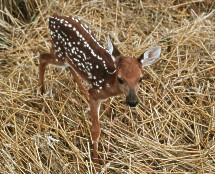 Wheat Baby