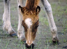 Foal of Shackeford