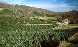 The Farm