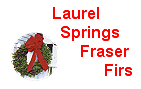 Laurel Springs Fraser Firs