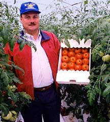 Full box of red, ripe tomatoes