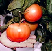 Plump, red tomatoes ripening on the vine