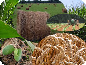 Person County Agriculture