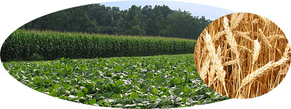Corn, Soybean and Wheat Production
