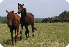 Equine in Person County