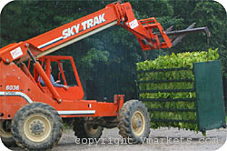Bulk Harvesting of Tobacco