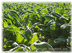 Tobacco Production