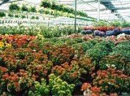 Nursery