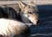 Alpha Male Wolf of Hayden Pack In Yellowstone